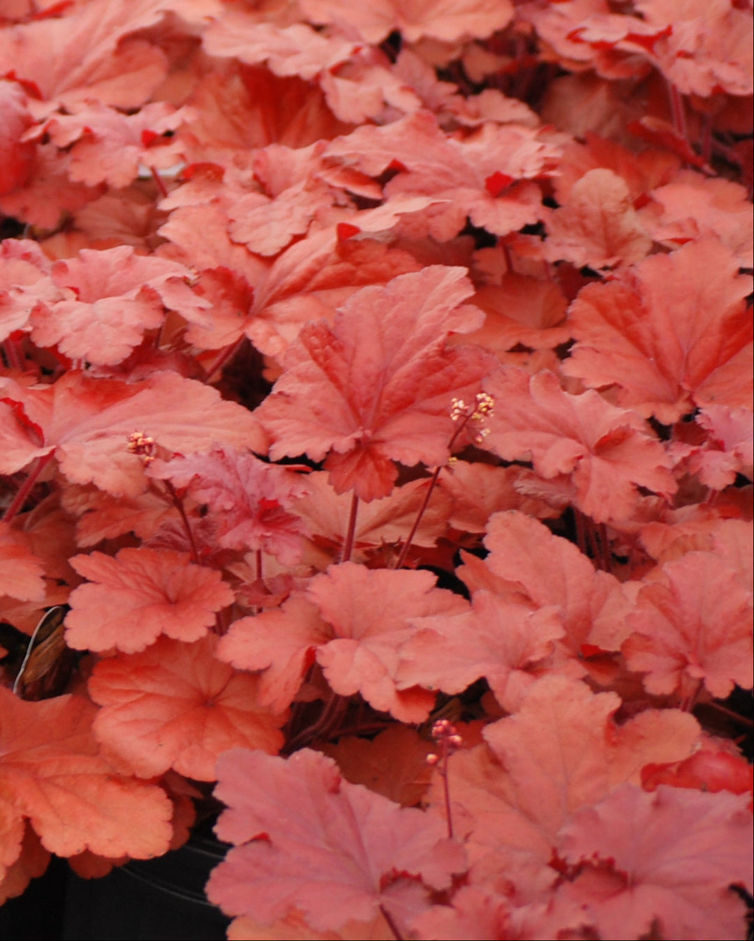 Heuchera x Forever® Red (Coral Bells)