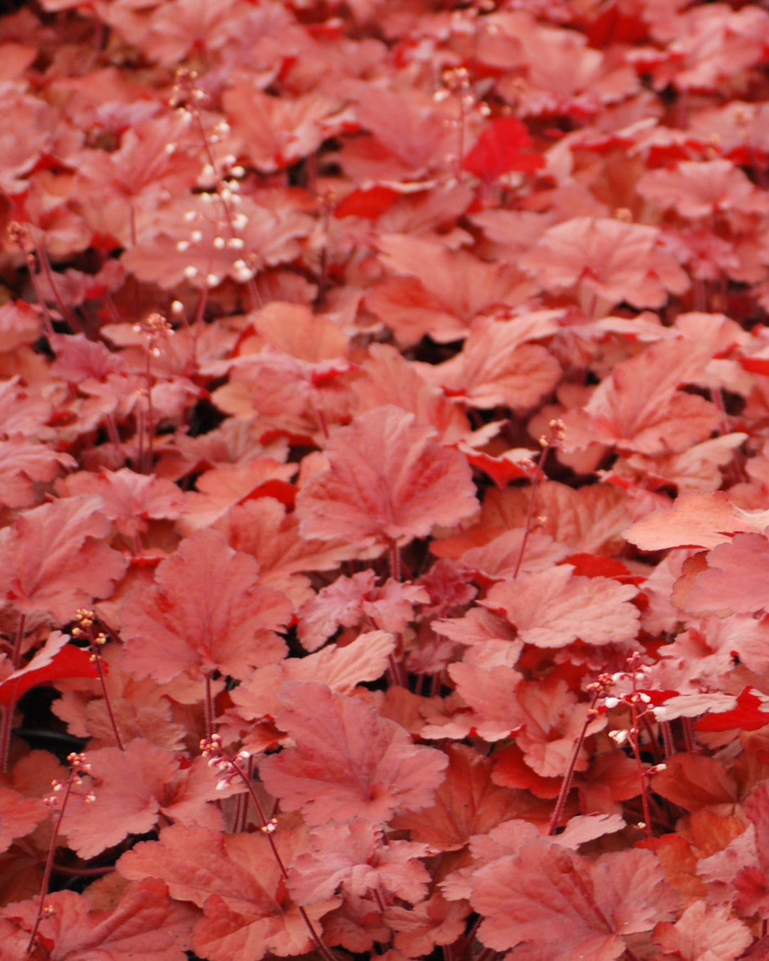 Heuchera x Forever® Red (Coral Bells)