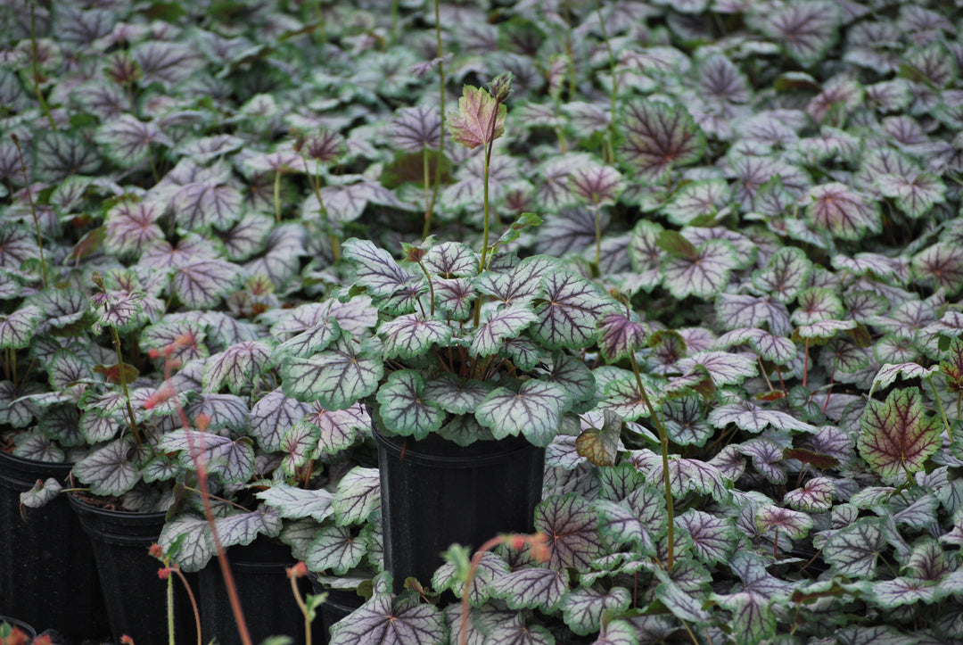 Heuchera americana 'Green Spice' (Coral Bells)