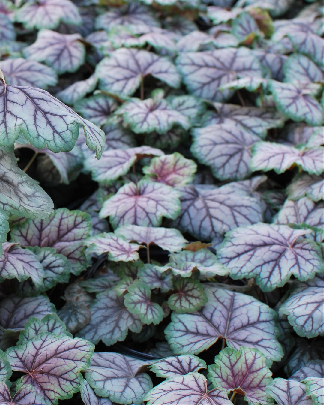 Heuchera americana 'Green Spice' (Coral Bells)
