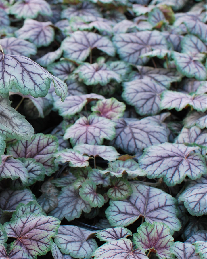 Heuchera americana 'Green Spice' (Coral Bells)