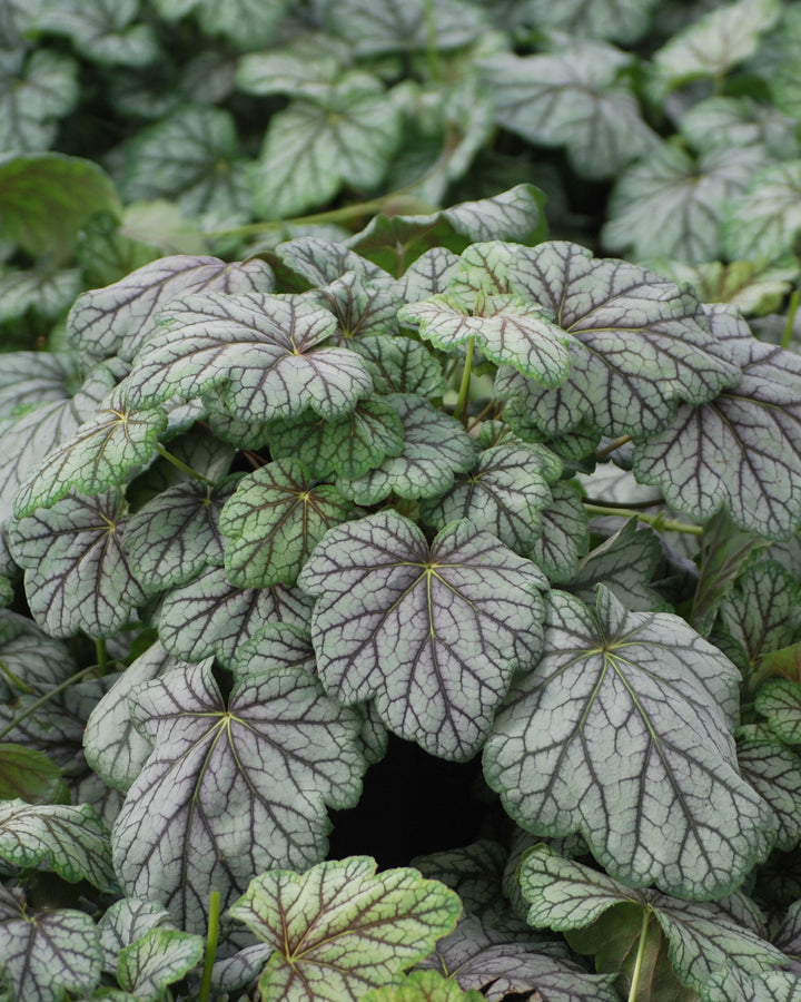 Heuchera americana 'Green Spice' (Coral Bells)