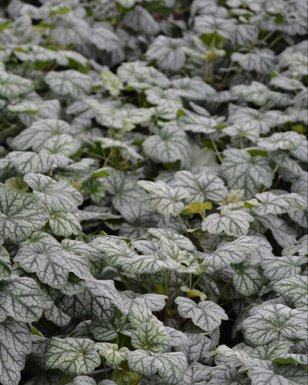 Heuchera americana 'Green Spice' (Coral Bells)