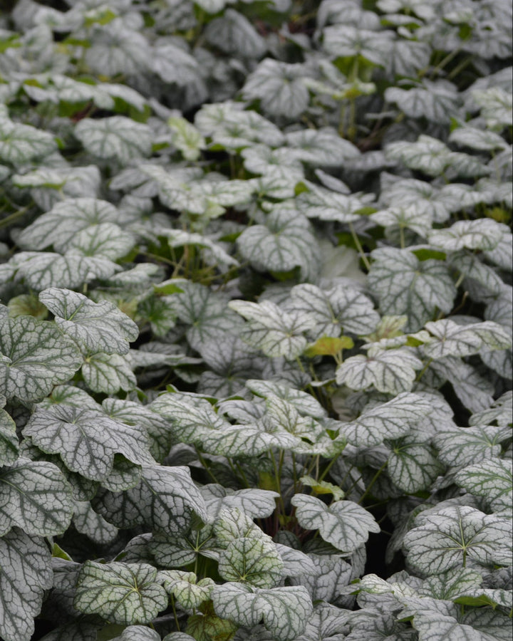 Heuchera americana 'Green Spice' (Coral Bells)