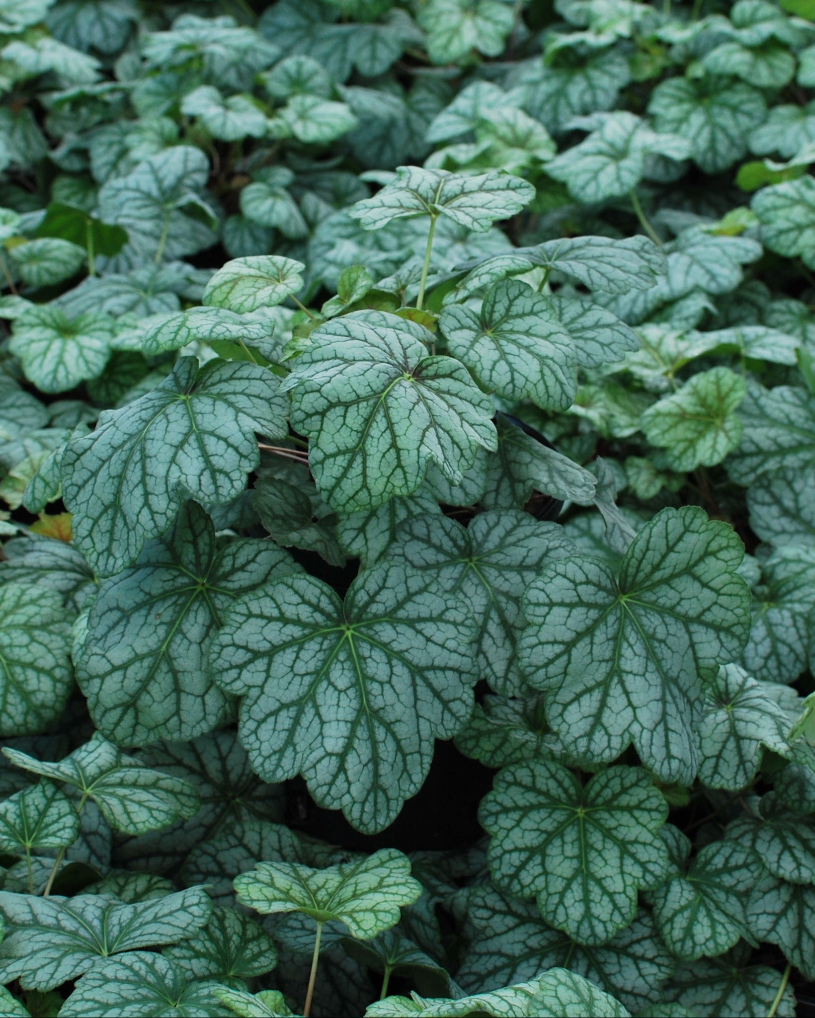 Perennial Farm Marketplace Heuchera americana - Thumbnail 4
