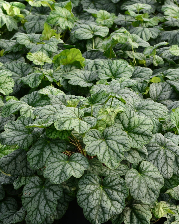 Heuchera americana 'Green Spice' (Coral Bells)
