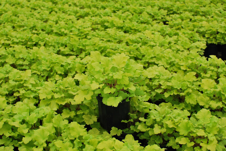 Heuchera x 'Lime Marmalade' (Coral Bells)