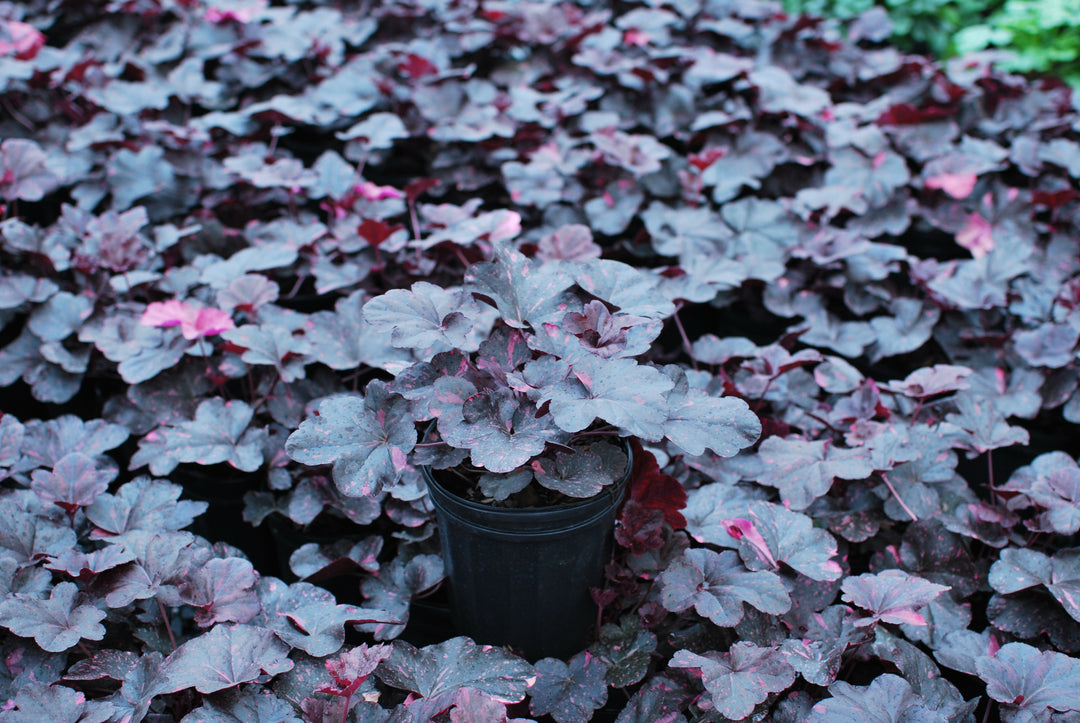 Heuchera x 'Midnight Rose' (Coral Bells)