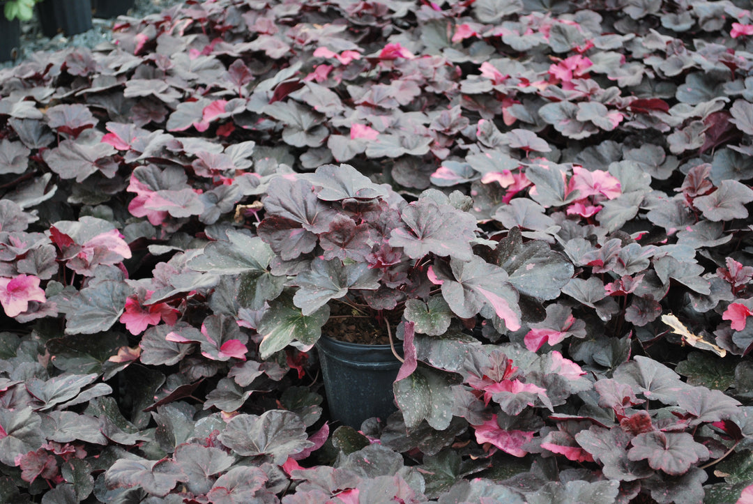 Heuchera x 'Midnight Rose' (Coral Bells)