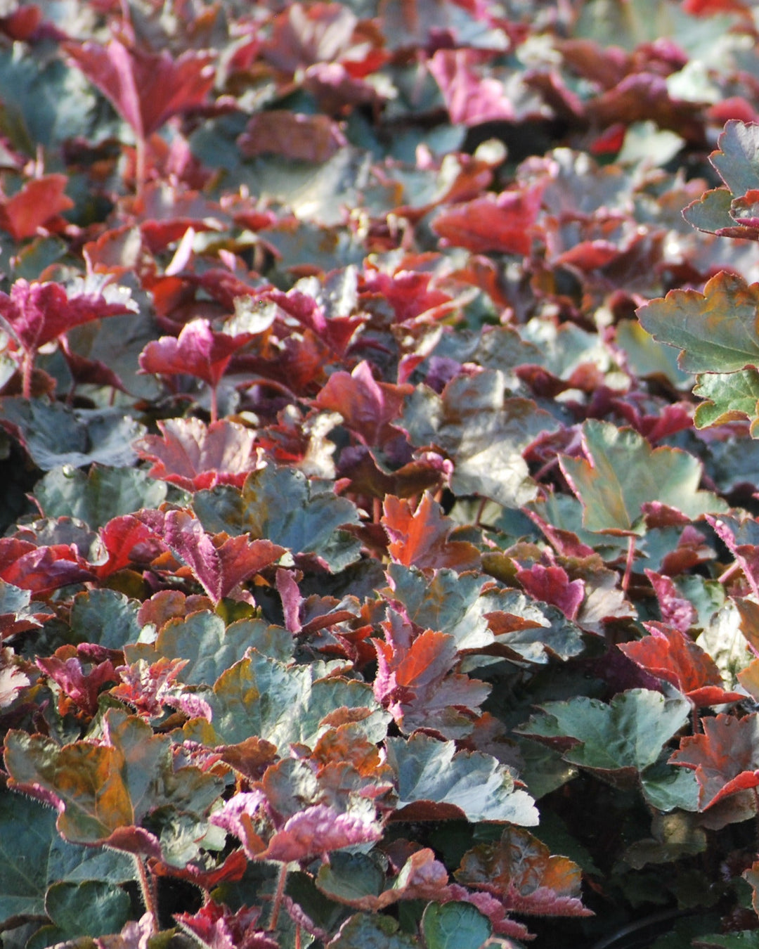 Heuchera micrantha 'Palace Purple' (Coral Bells)