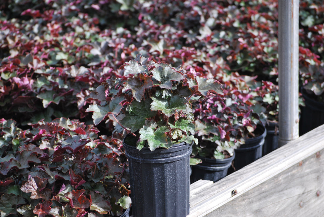 Heuchera micrantha 'Palace Purple' (Coral Bells)