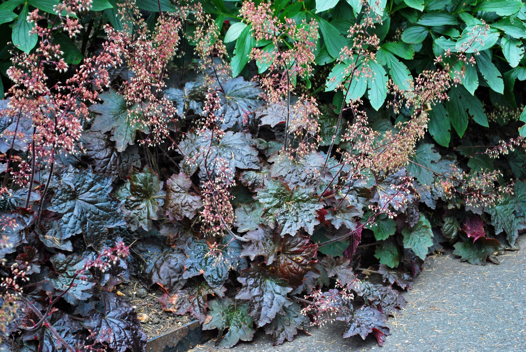 Heuchera micrantha 'Palace Purple' (Coral Bells)