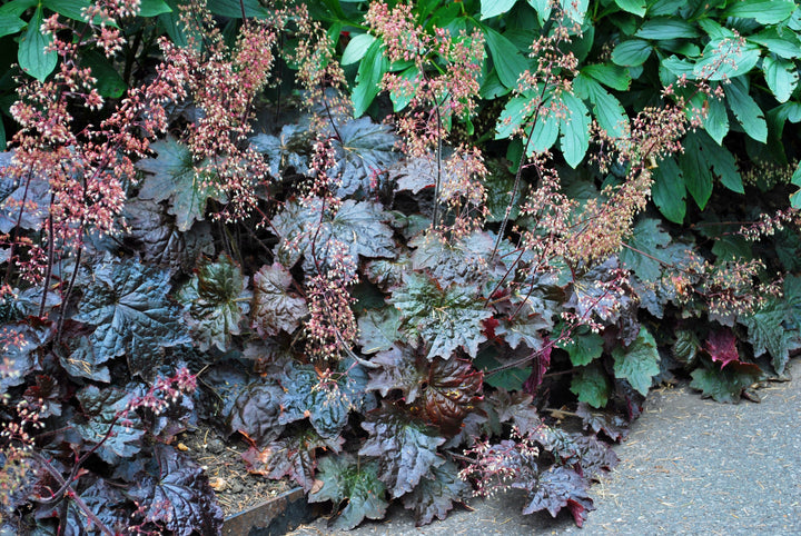 Heuchera micrantha 'Palace Purple' (Coral Bells)