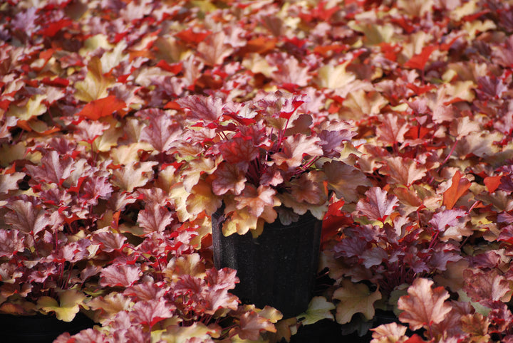 Heuchera x 'Peach Flambe' (Coral Bells)