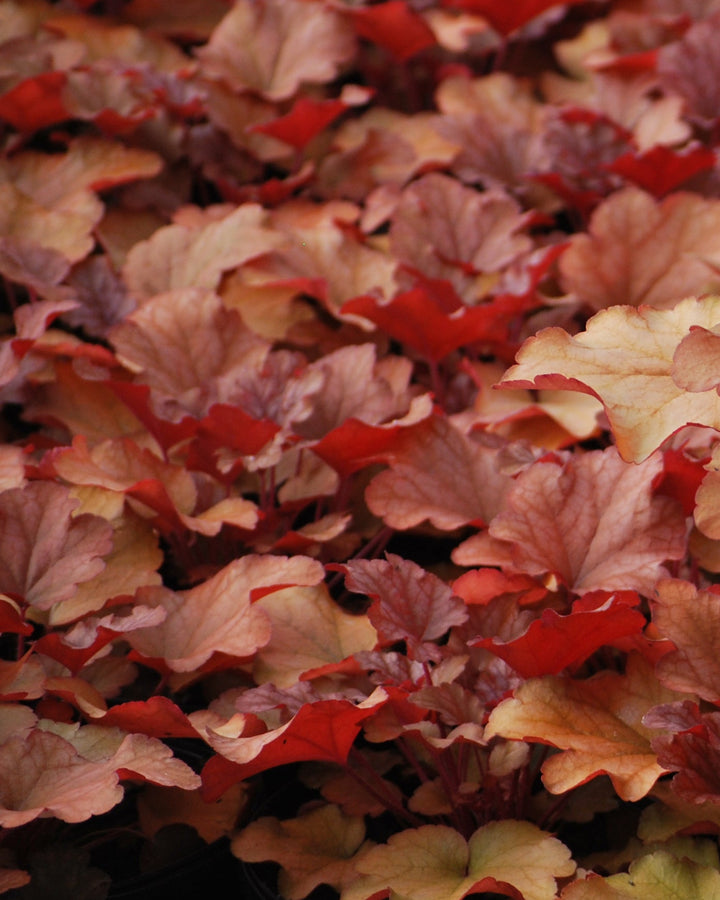 Heuchera x 'Peach Flambe' (Coral Bells)