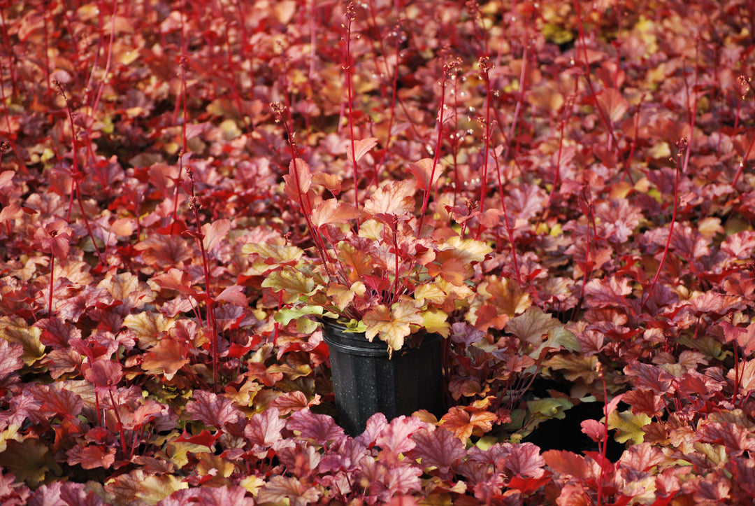 Heuchera x 'Peach Flambe' (Coral Bells)