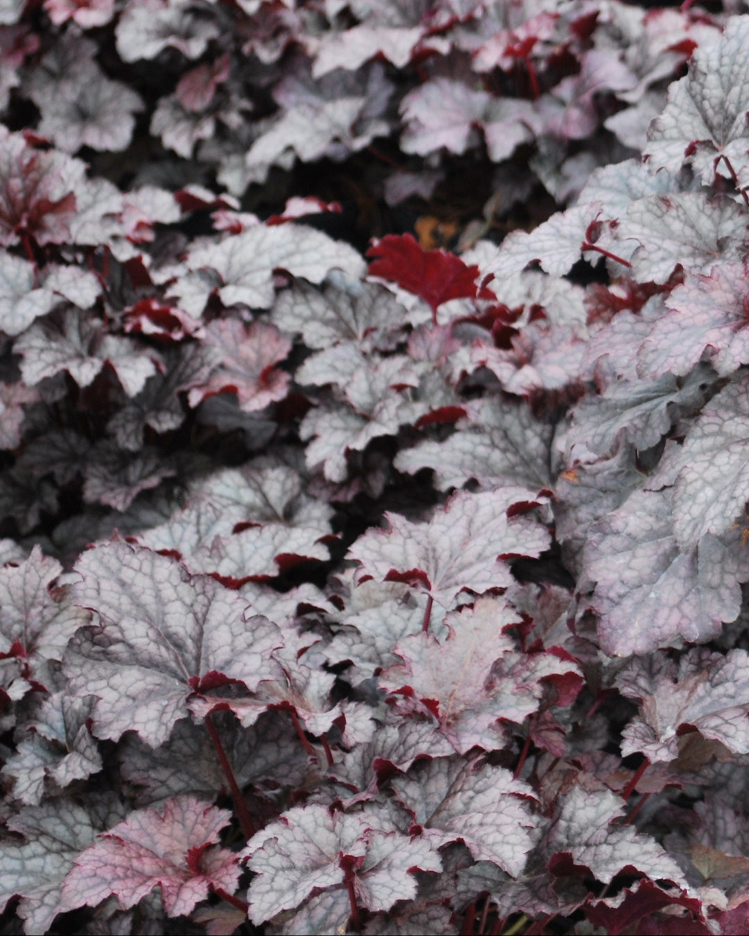Heuchera x 'Plum Pudding' (Coral Bells)