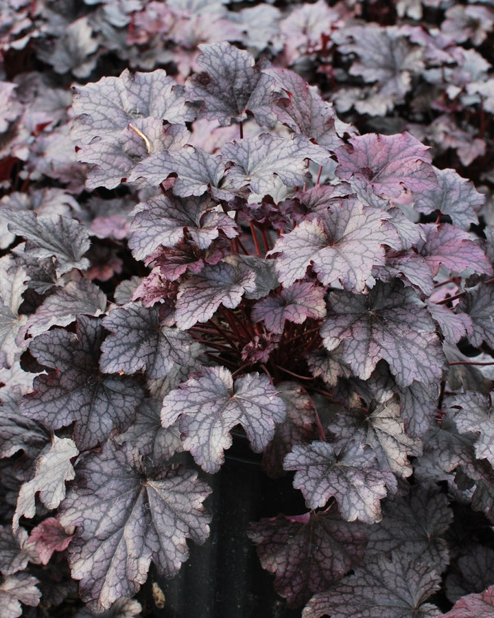 Heuchera x 'Plum Pudding' (Coral Bells)