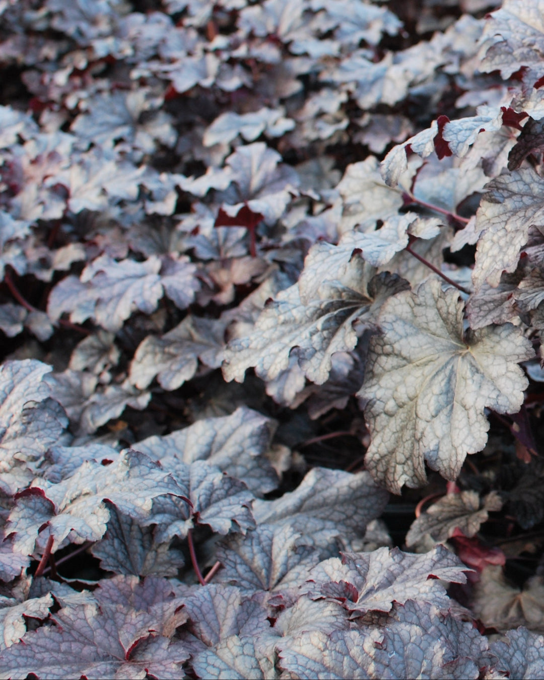 Heuchera x 'Plum Pudding' (Coral Bells)