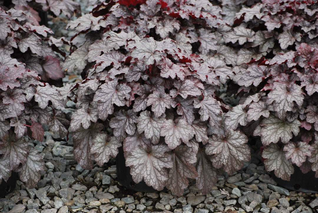 Heuchera x 'Plum Pudding' (Coral Bells)