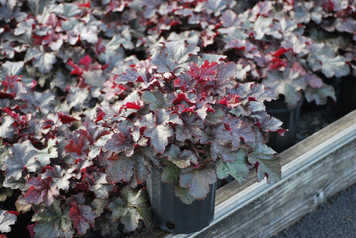 Heuchera x 'Plum Pudding' (Coral Bells)
