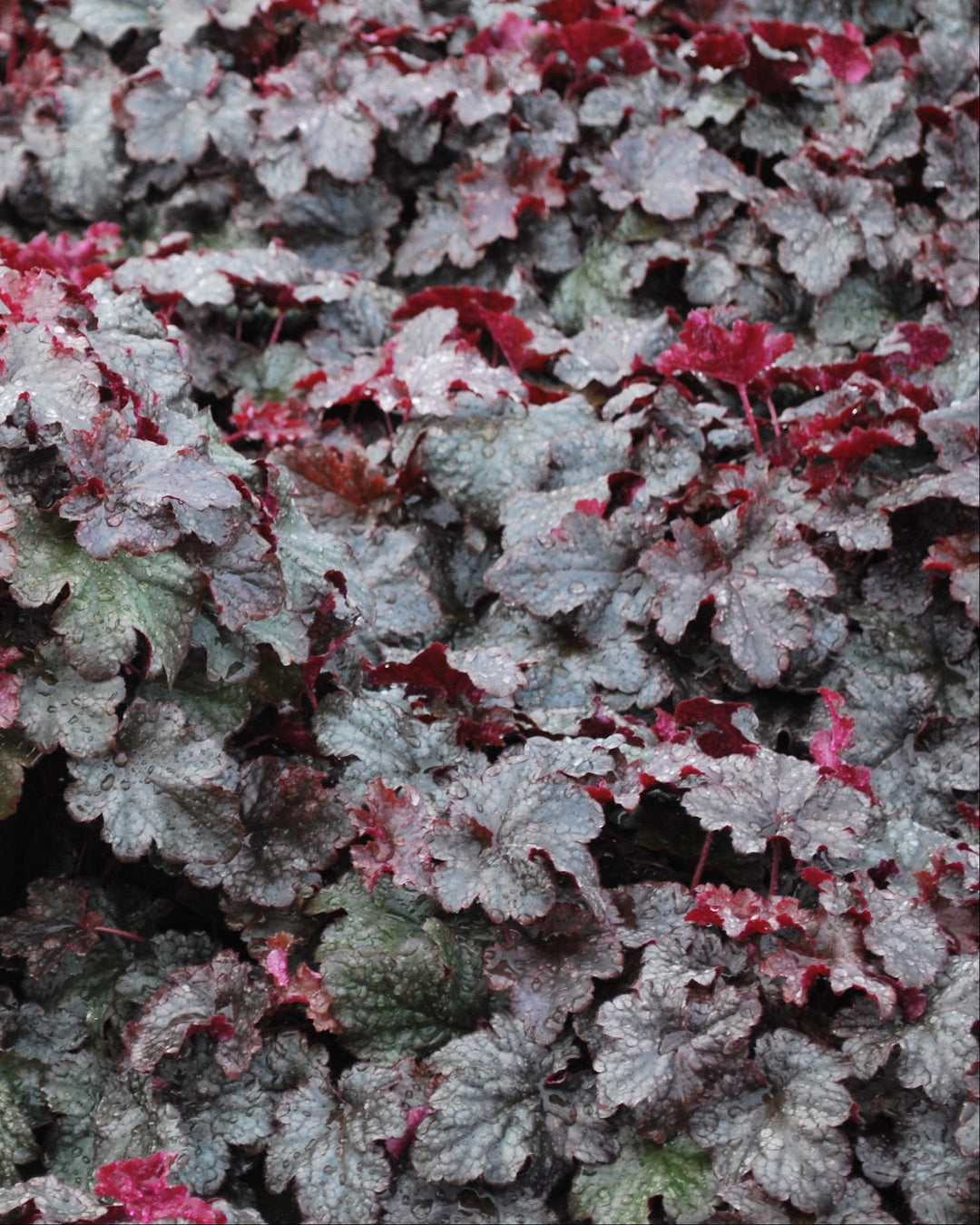 Heuchera x 'Plum Pudding' (Coral Bells)