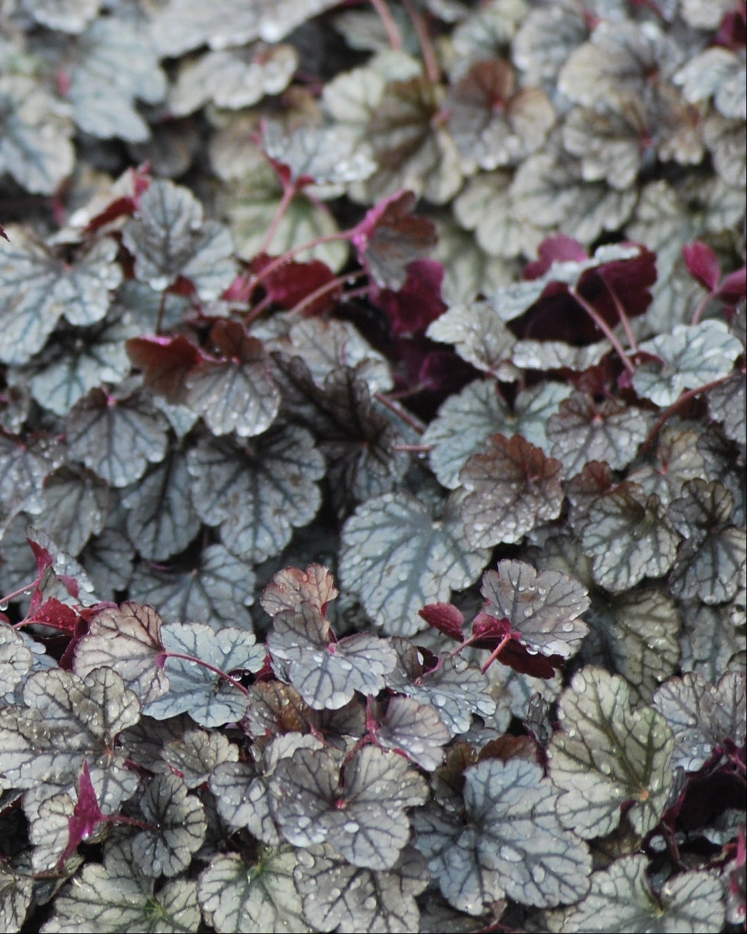 Heuchera x 'Silver Scrolls' (Coral Bells)