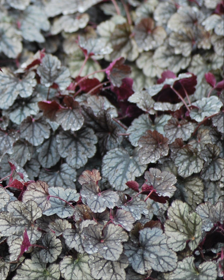 Heuchera x 'Silver Scrolls' (Coral Bells)