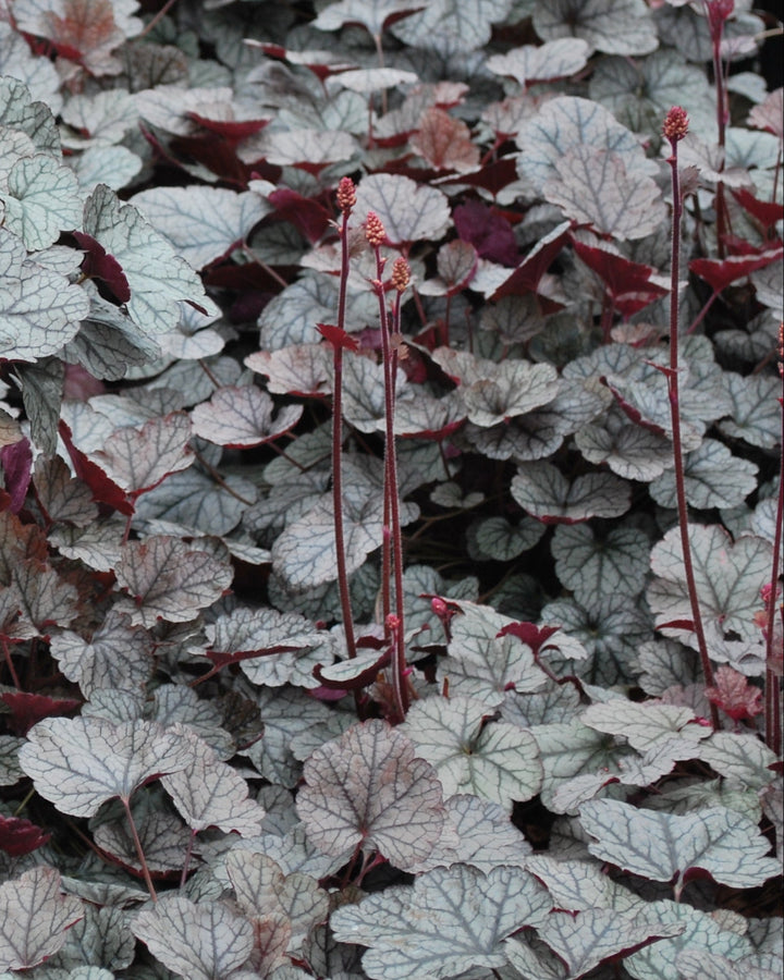 Heuchera x 'Silver Scrolls' (Coral Bells)