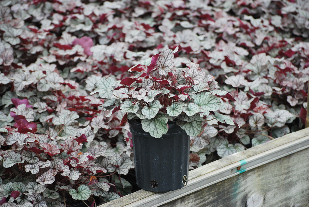 Heuchera x 'Silver Scrolls' (Coral Bells)