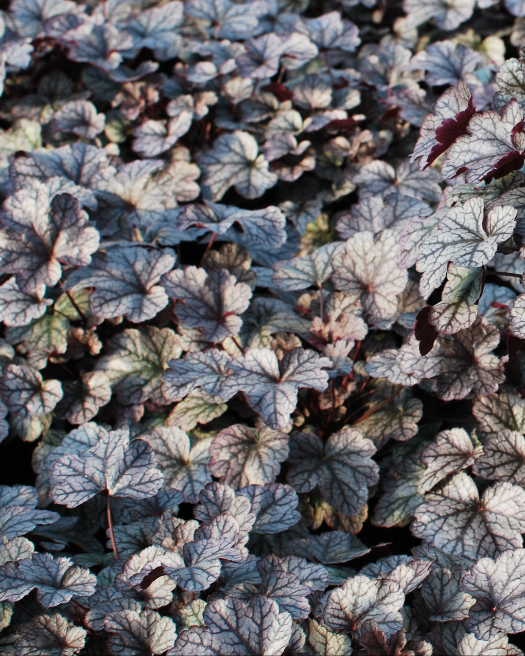 Heuchera x 'Silver Scrolls' (Coral Bells)