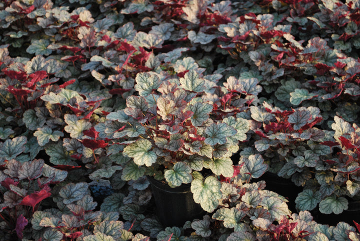 Heuchera x 'Silver Scrolls' (Coral Bells)
