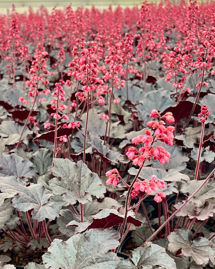 Heuchera x 'Timeless Night' (Coral Bells)