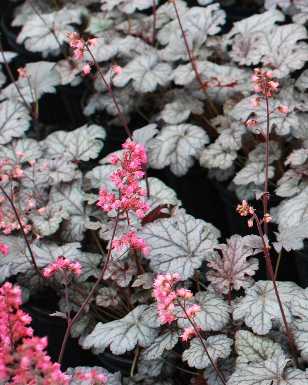 Heuchera x 'Timeless Treasure' (Coral Bells)