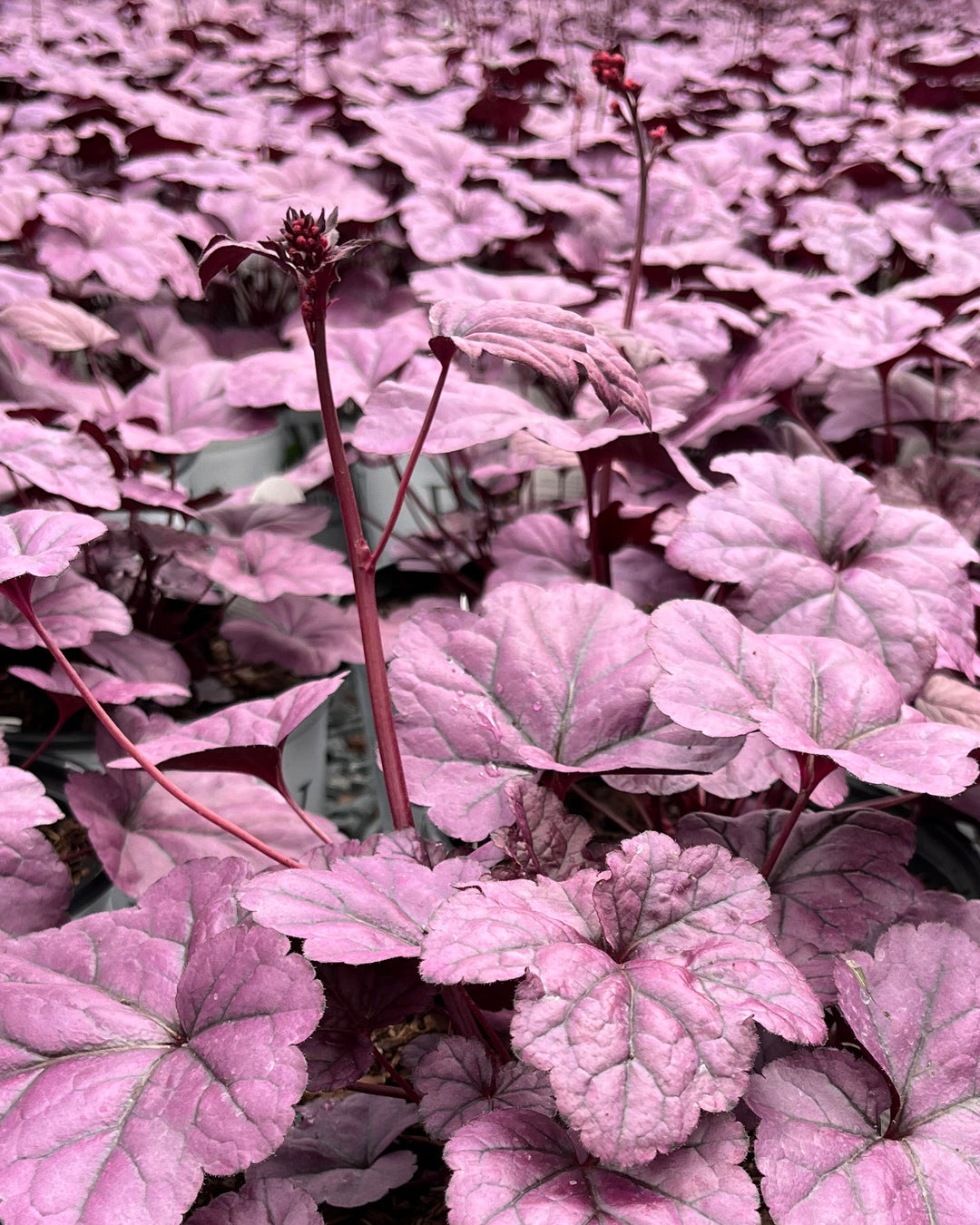 Heuchera x ‘Wildberry’ (Dolce® Collection Coral Bells)