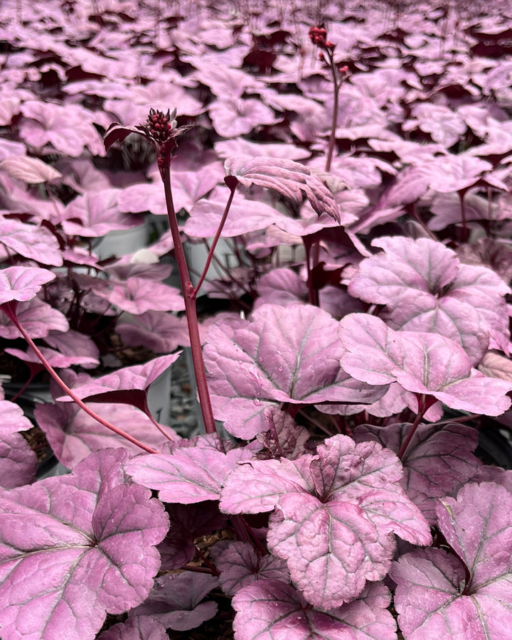 Heuchera x ‘Wildberry’ (Dolce® Collection Coral Bells)