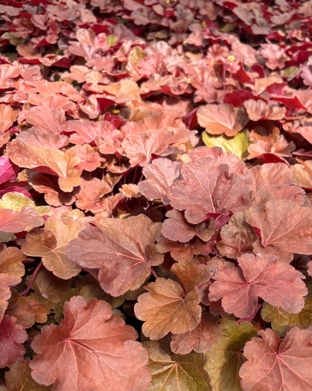 Heuchera x 'Blondie' (Coral Bells)