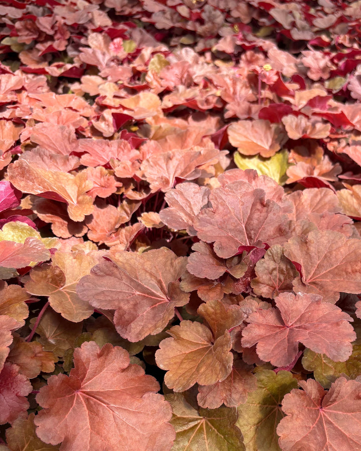 Heuchera x 'Blondie' (Coral Bells)