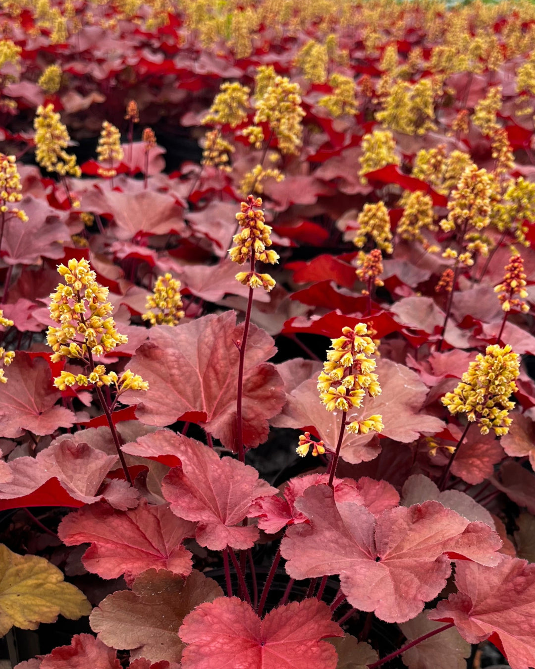 Heuchera x 'Blondie' (Coral Bells)