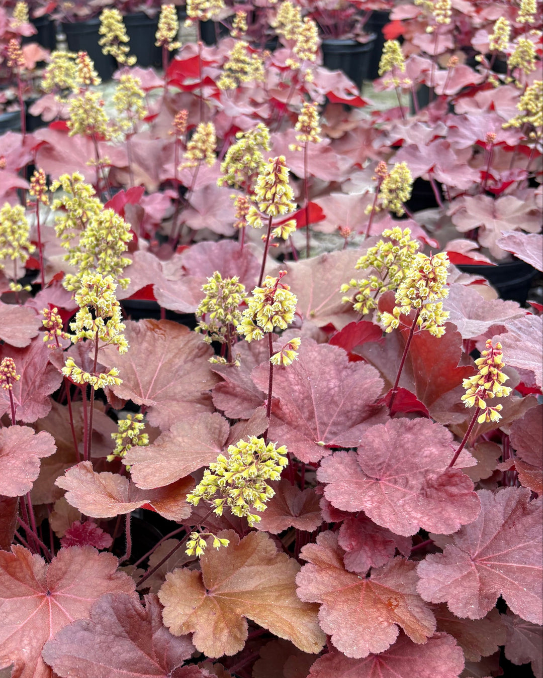Heuchera x 'Blondie' (Coral Bells)
