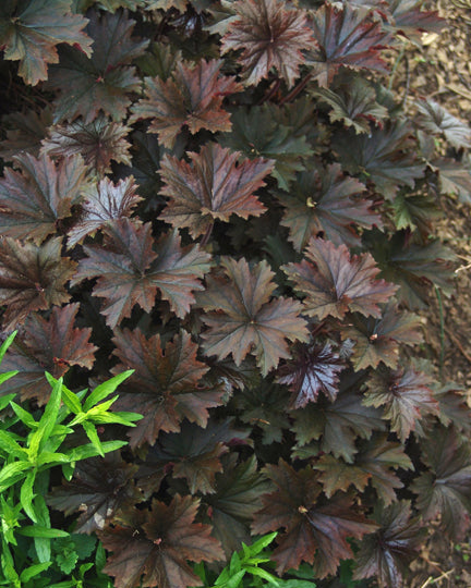 Heuchera v. ‘Bronze Wave’ (Coral Bells)
