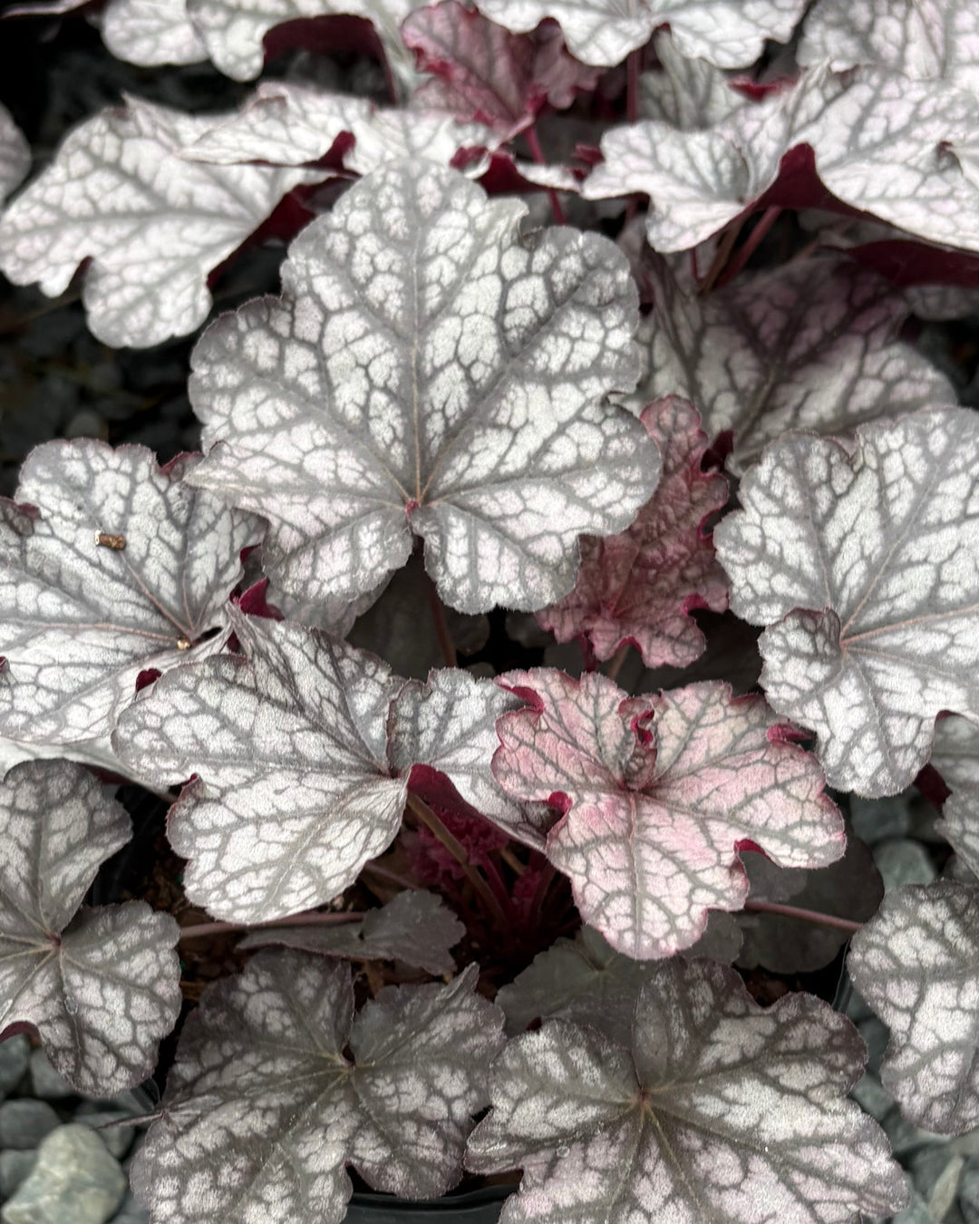 Heuchera x Indian Summer 'Mulberry' (Coral Bells)