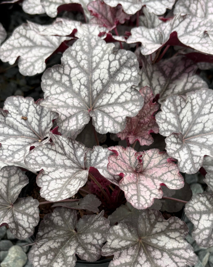 Heuchera x Indian Summer 'Mulberry' (Coral Bells)