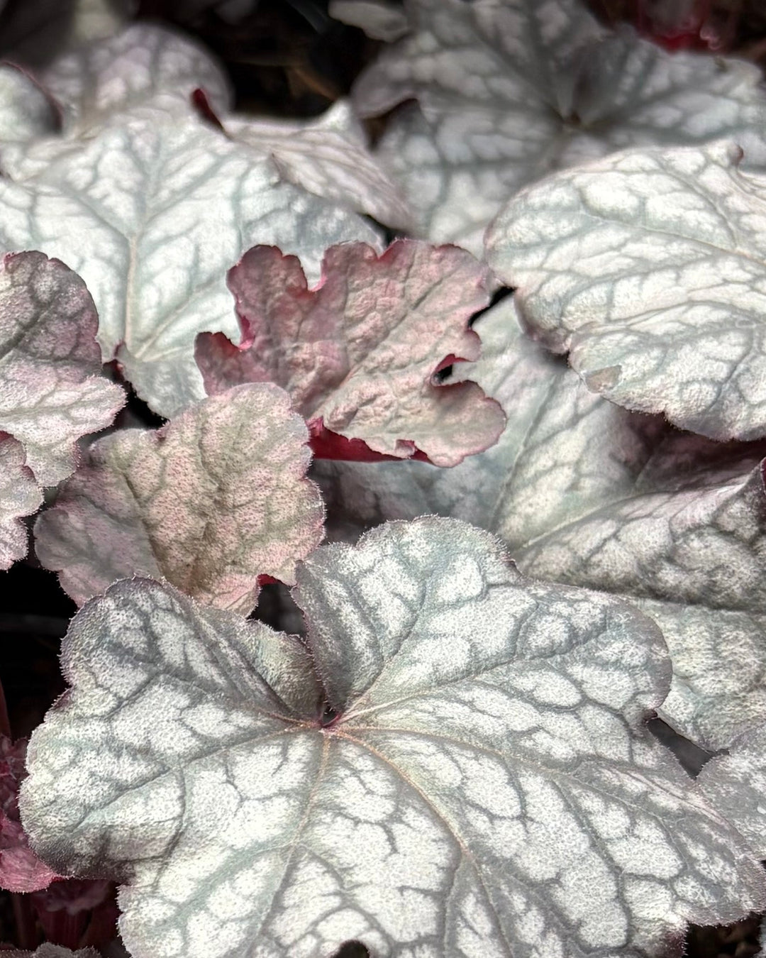 Heuchera x Indian Summer 'Mulberry' (Coral Bells)
