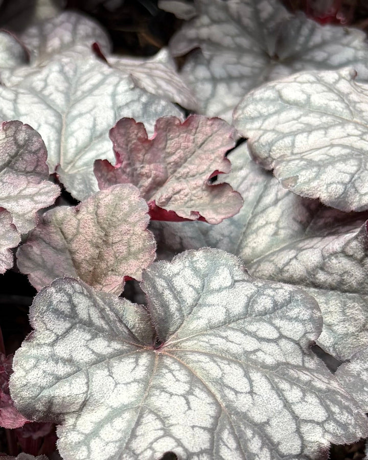 Heuchera x Indian Summer 'Mulberry' (Coral Bells)