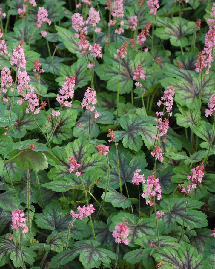 Heucherella 'Pink Revolution' (Foamy Bells)