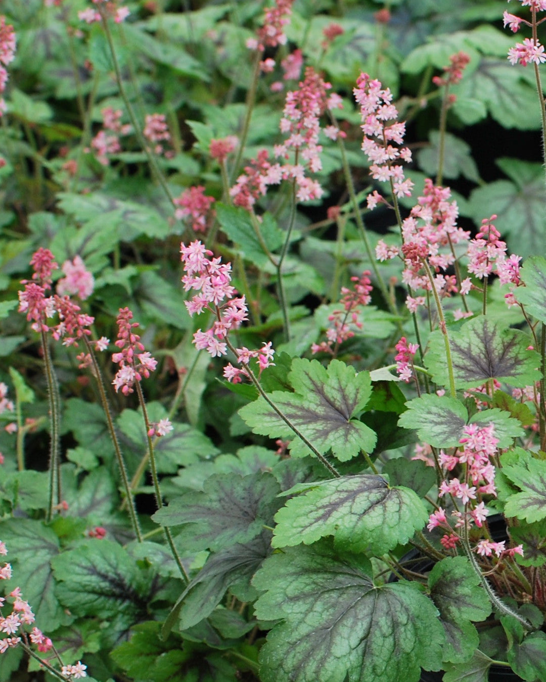 Heucherella 'Pink Revolution' (Foamy Bells)