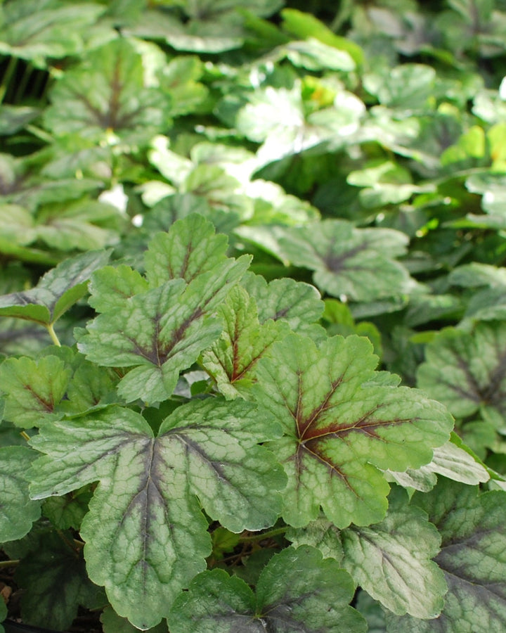 Heucherella 'Pink Revolution' (Foamy Bells)