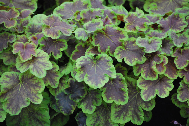 Heucherella 'Solar Eclipse' (Foamy Bells)