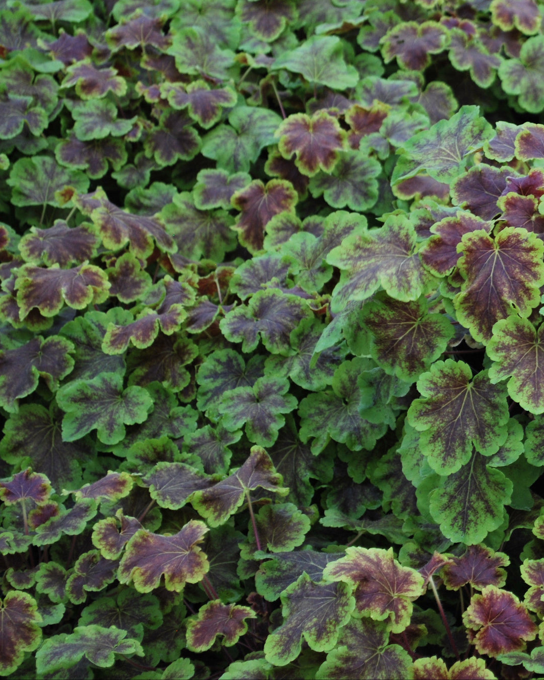Heucherella 'Solar Eclipse' (Foamy Bells)